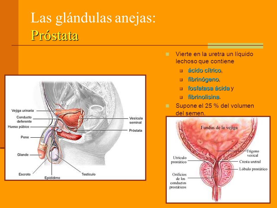 anatomia y fisiologia de solfa syllable uretra femenina